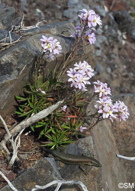 Erysimum bicolor & Teira dugesii