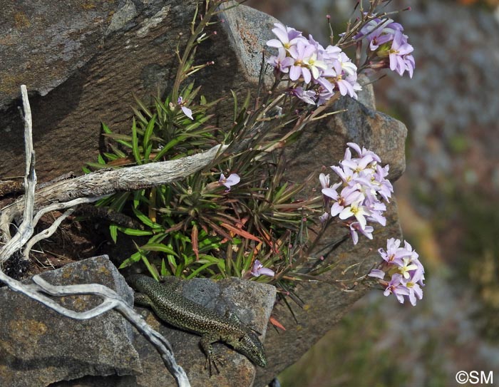 Erysimum bicolor & Teira dugesii