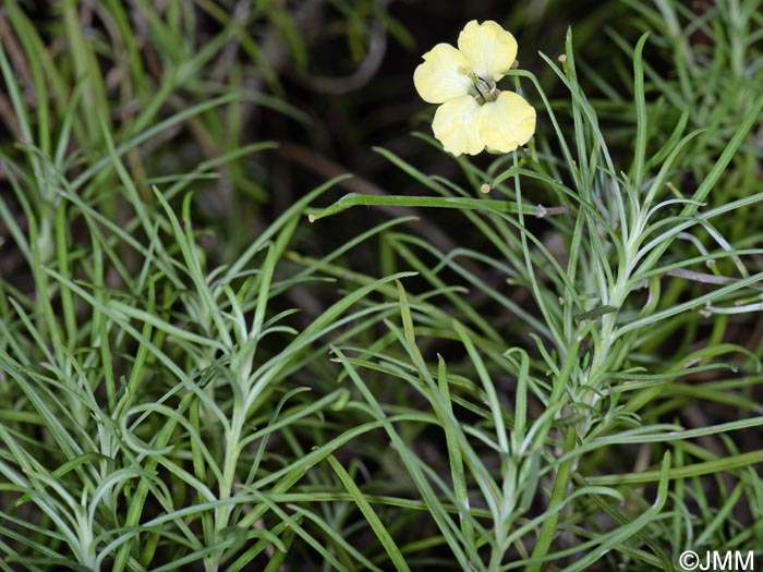 Erysimum maderense