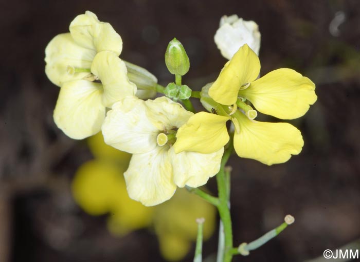 Erysimum maderense