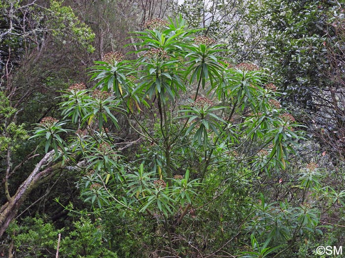 Euphorbia mellifera