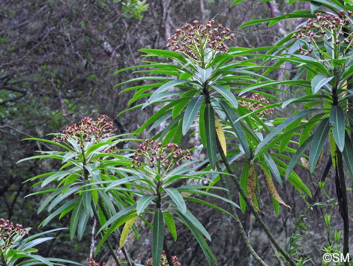 Euphorbia mellifera