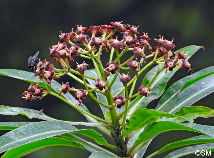 Euphorbia mellifera