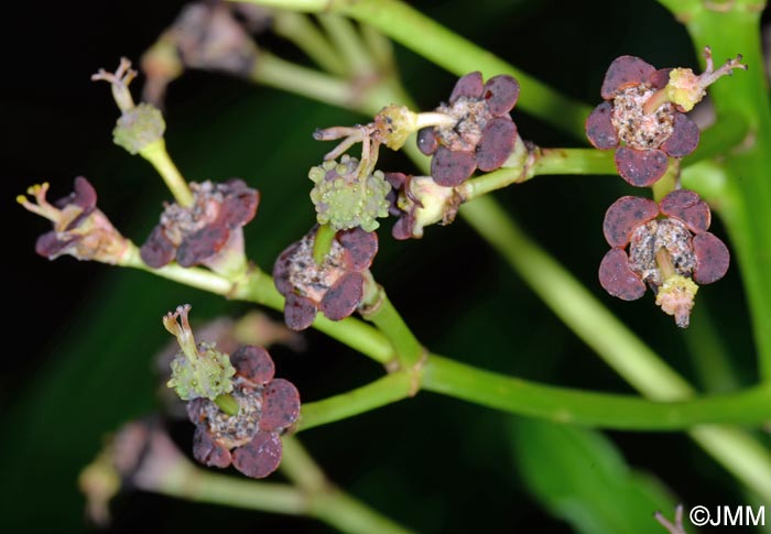 Euphorbia mellifera