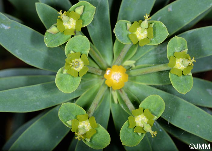 Euphorbia pistacoria