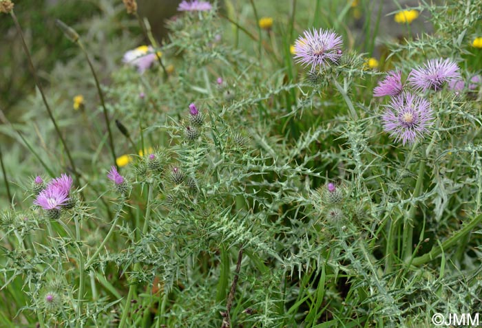 Galactites tomentosus