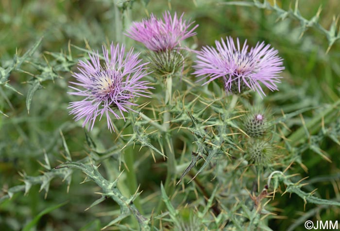 Galactites tomentosus