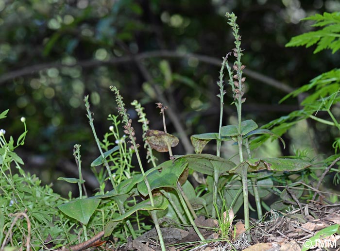 Gennaria diphylla