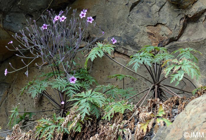 Geranium maderense