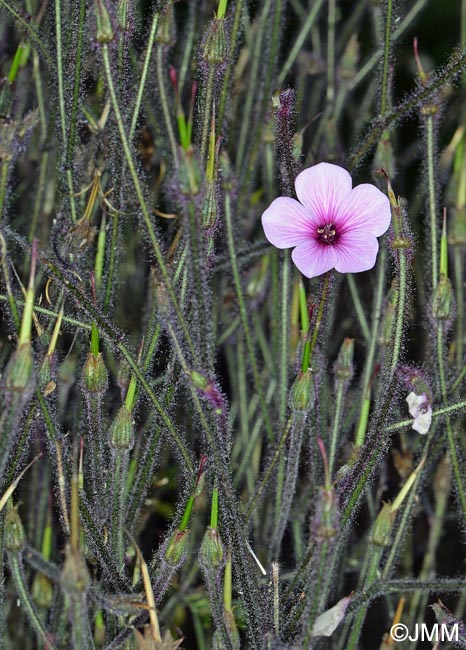 Geranium maderense