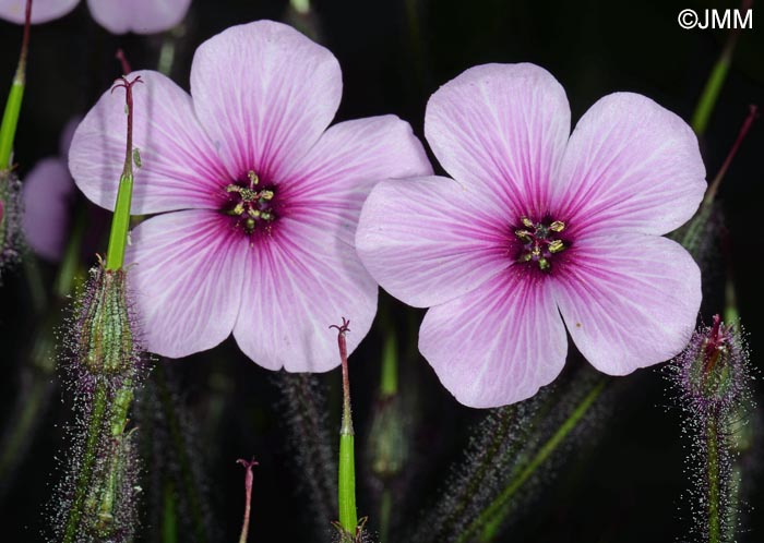 Geranium maderense