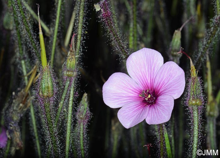 Geranium maderense