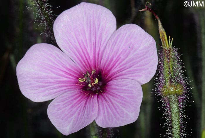 Geranium maderense