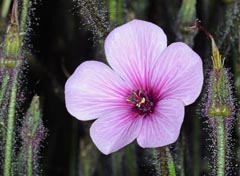 Geranium maderense