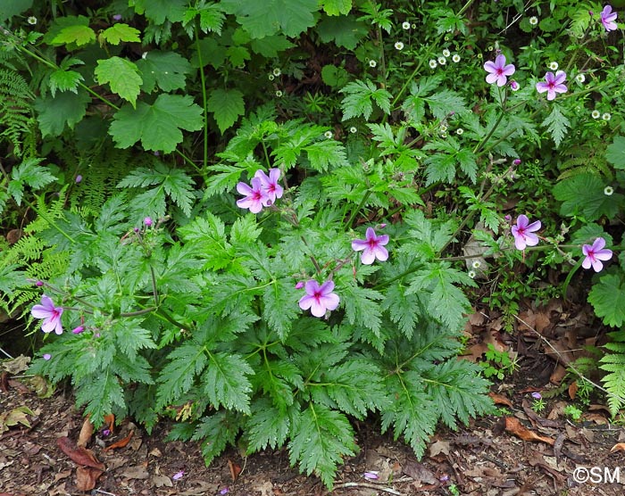 Geranium palmatum