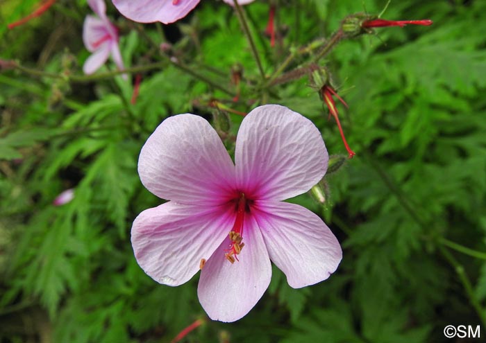 Geranium palmatum