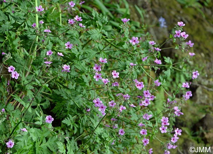 Geranium palmatum