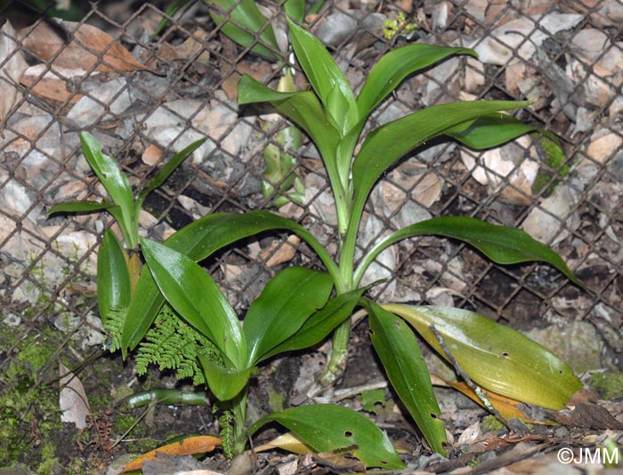 Goodyera macrophylla