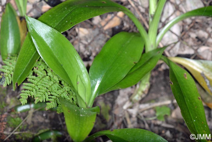 Goodyera macrophylla