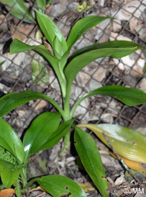 Goodyera macrophylla