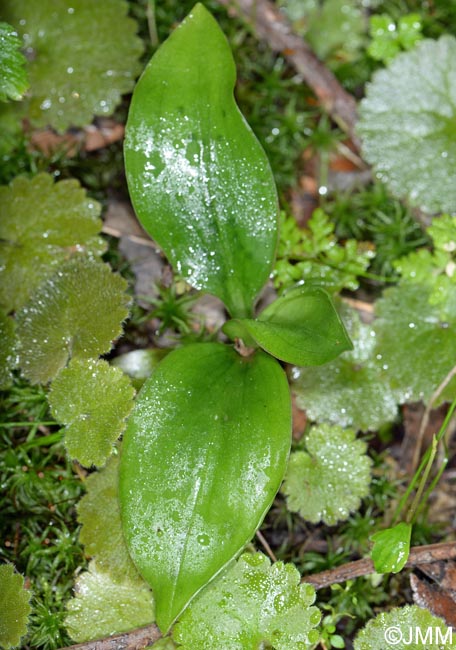 Goodyera macrophylla