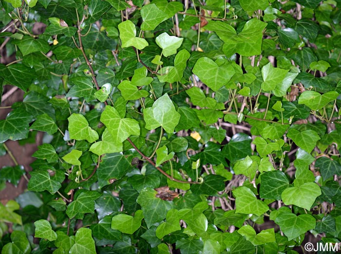 Hedera maderensis subsp. maderensis