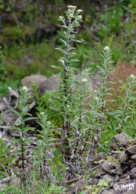 Helichrysum foetidum