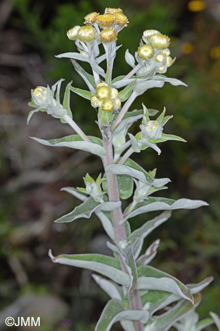 Helichrysum foetidum