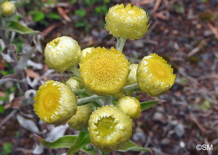 Helichrysum foetidum