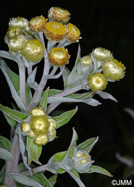 Helichrysum foetidum