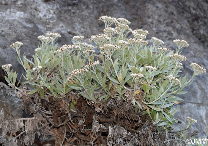 Helichrysum melaleucum