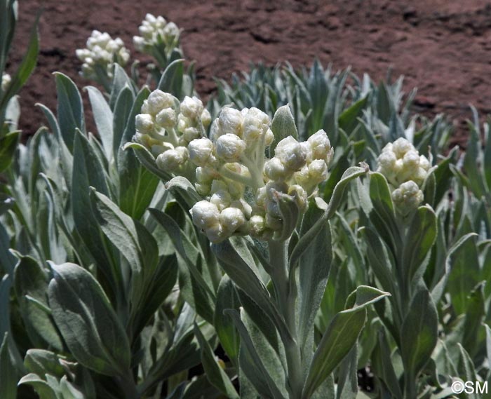 Helichrysum melaleucum