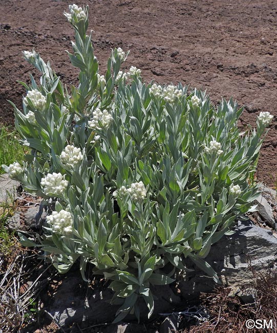 Helichrysum melaleucum