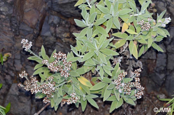 Helichrysum melaleucum