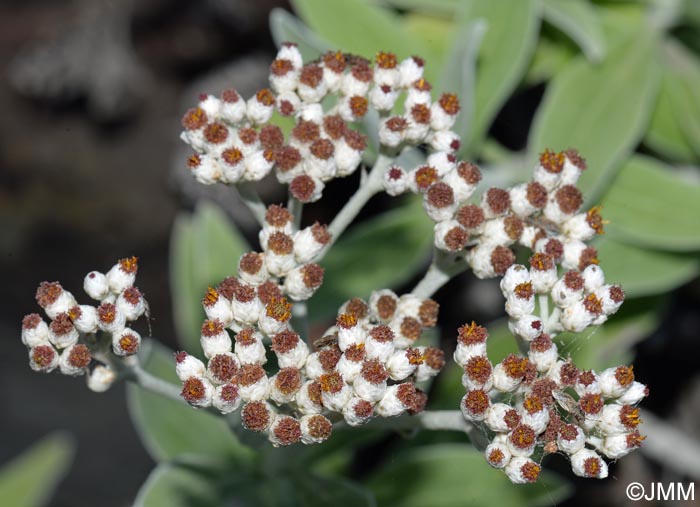 Helichrysum melaleucum