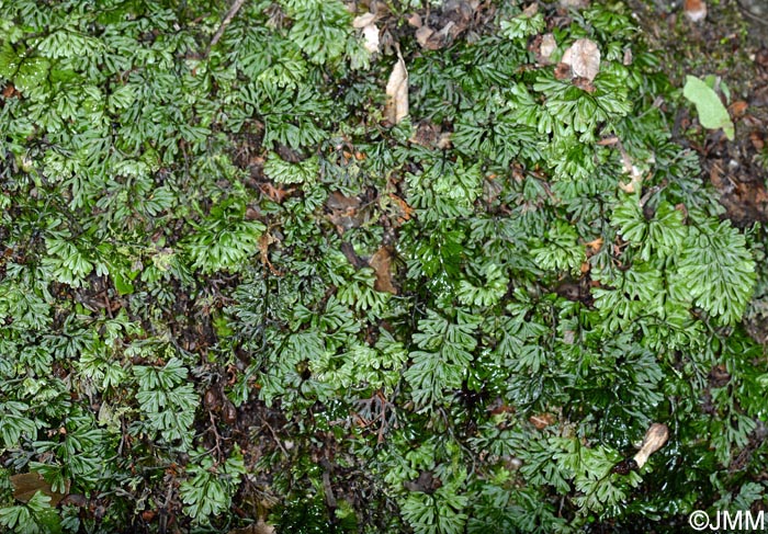 Hymenophyllum maderense
