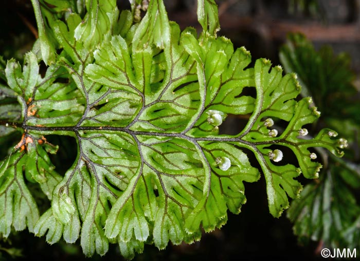 Hymenophyllum maderense