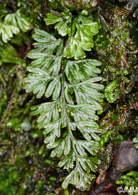 Hymenophyllum maderense