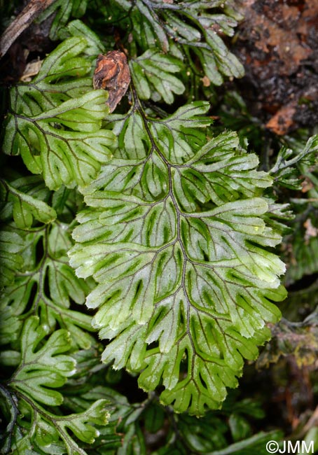 Hymenophyllum maderense