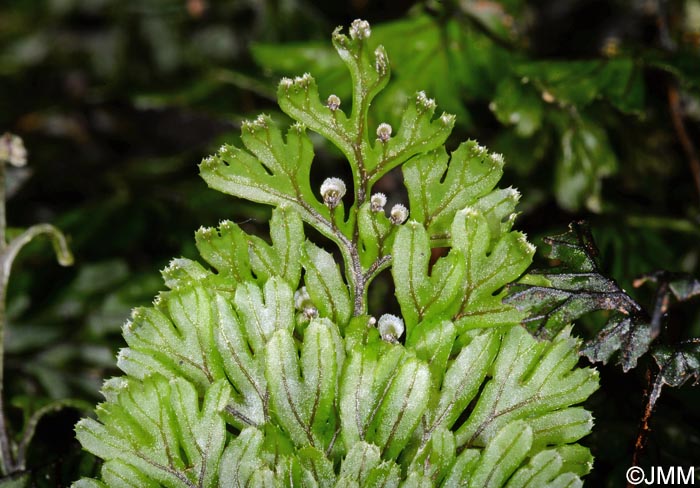 Hymenophyllum maderense