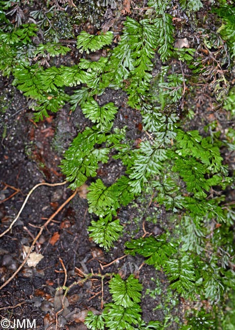 Hymenophyllum maderense