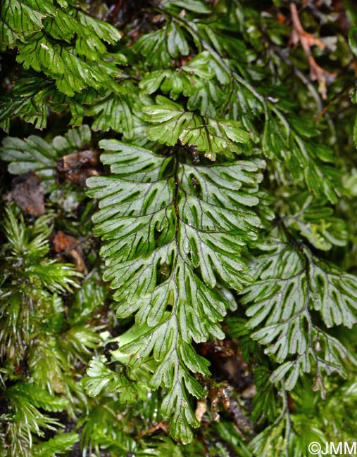 Hymenophyllum maderense