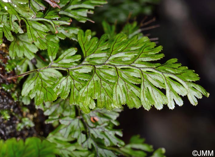 Hymenophyllum maderense