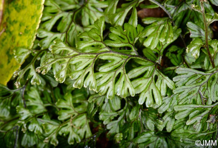 Hymenophyllum maderense