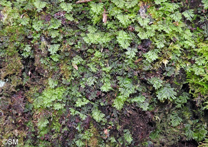 Hymenophyllum tunbrigense