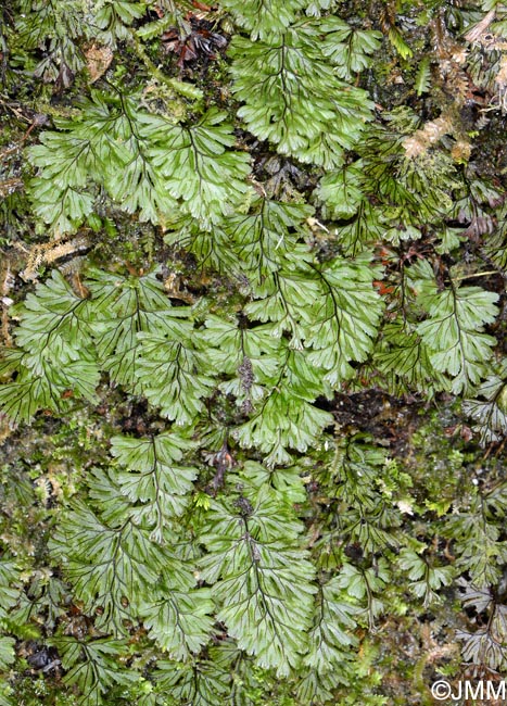 Hymenophyllum tunbrigense