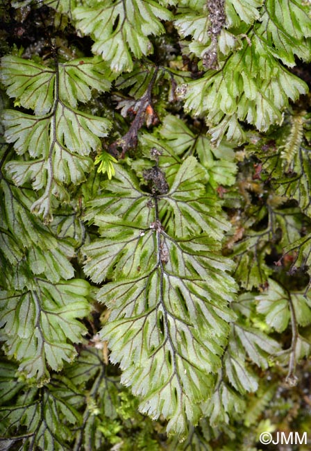 Hymenophyllum tunbrigense