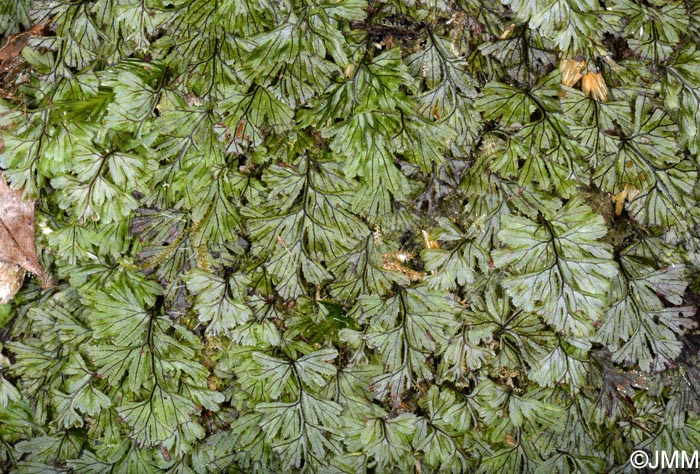 Hymenophyllum tunbrigense