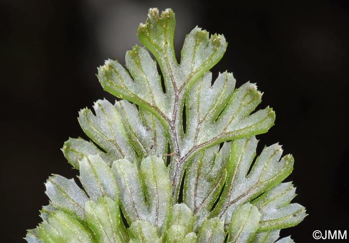 Hymenophyllum tunbrigense