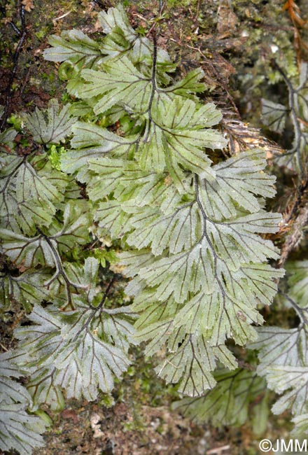 Hymenophyllum tunbrigense